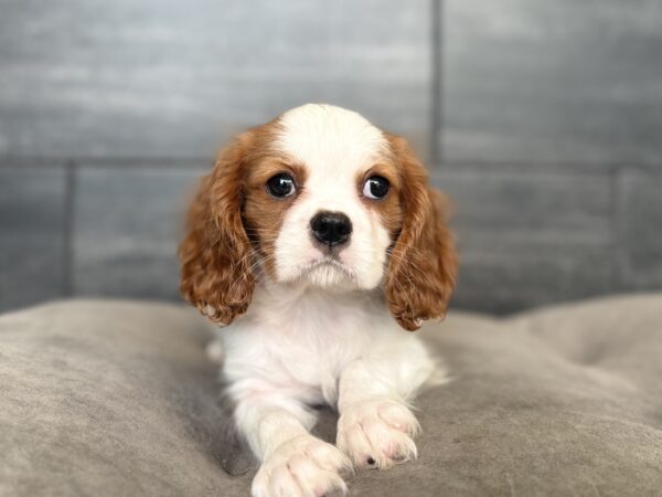 [#2616-01]  - Blenheim M Cavalier King Charles Spaniel Puppies for Sale