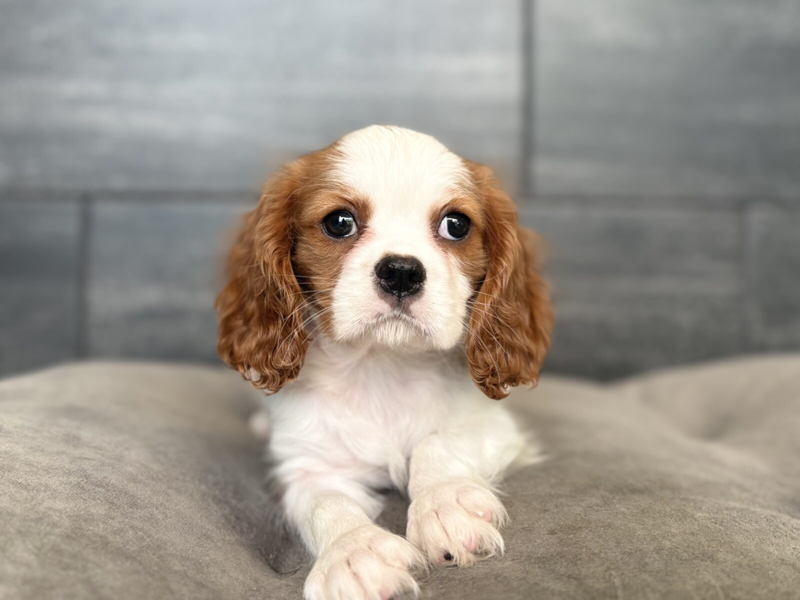 Cavalier King Charles Spaniel – 4373