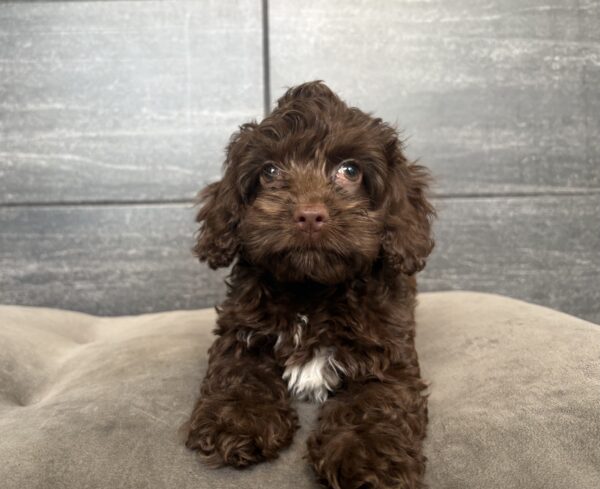 [#2615-02]  - Chocolate F Cock A Poo Puppies for Sale