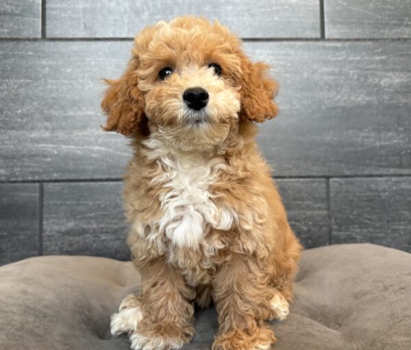[#261005-07]  - Cream F Bichapoo Puppies for Sale