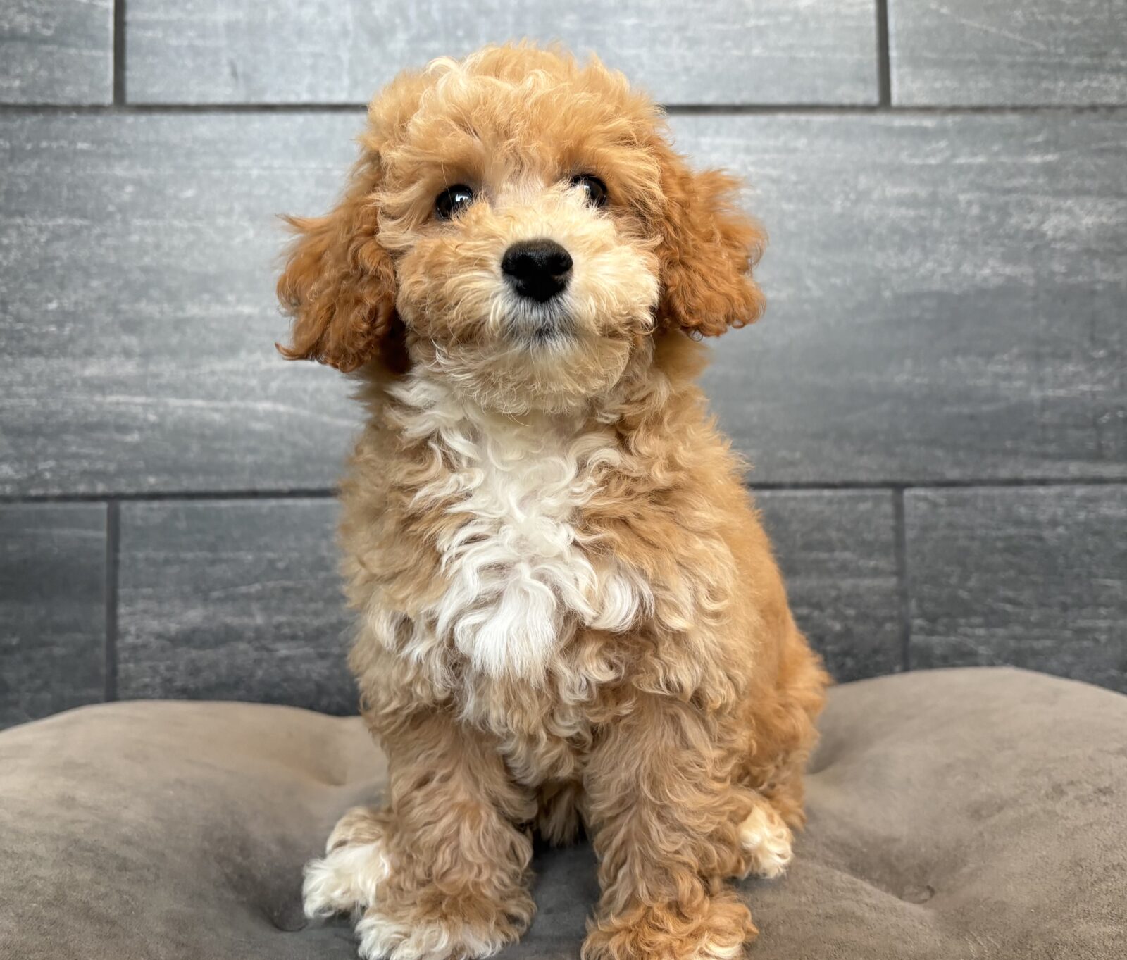 Bichapoo – 4363