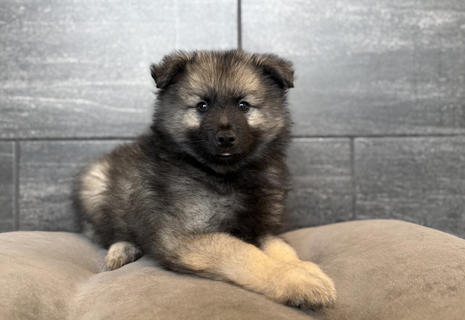 Keeshond – 4368