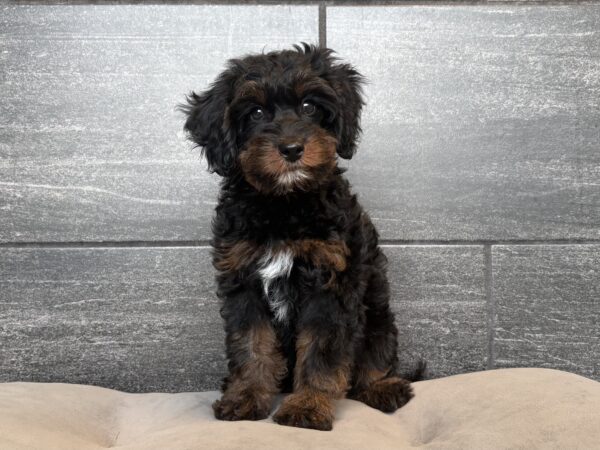 [#26975-09]  - Black F Bernedoodle Mini 2nd Gen Puppies for Sale