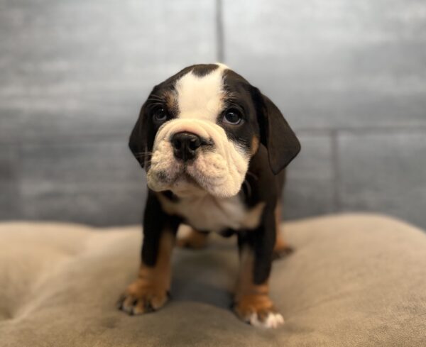 [#2690-06]  - Black F Bulldog Puppies for Sale