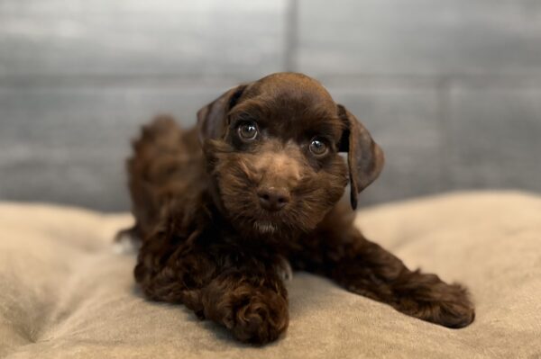 [#261096-04]  - Chocolate F Miniature Schnauzer Puppies for Sale