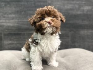 Petland Murfreesboro, Tennessee Havanese puppy available
