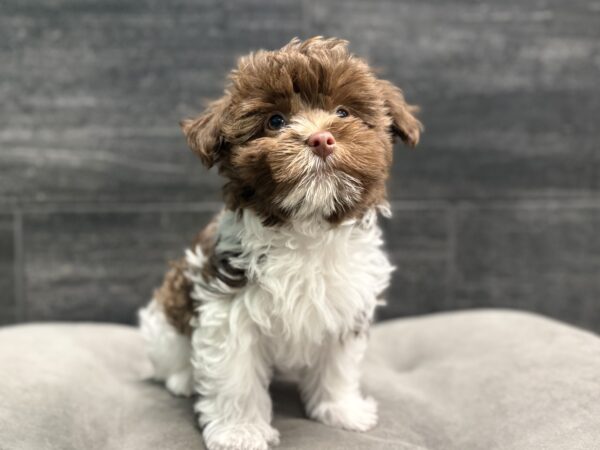 [#26756-02]  - Chocolate M Havanese Puppies for Sale