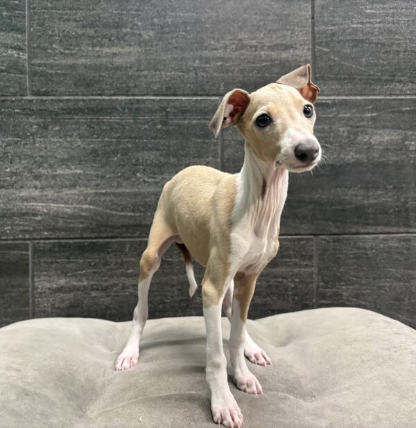 [#N04910]  - Blue Fawn M Italian Greyhound Puppies for Sale