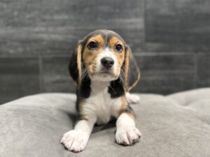 Petland Murfreesboro, Tennessee Beagle puppy available