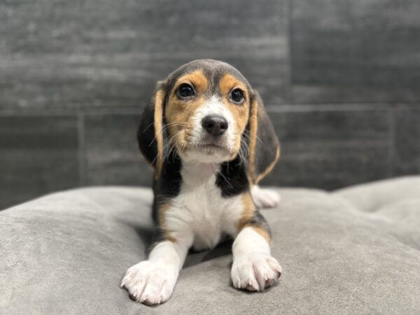 [#26199-03]  - Black White / Tan F Beagle Puppies for Sale