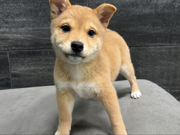 [#26898-04]  - Red Sesame F Shiba Inu Puppies for Sale