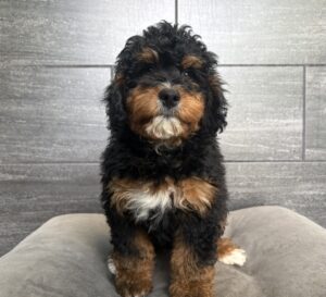 Petland Murfreesboro, Tennessee Miniature Bernedoodle puppy available