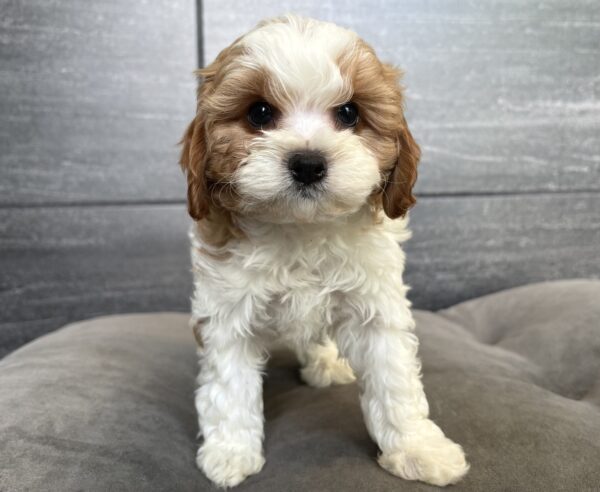 [#261214-05]  - Apricot / White M Cavapoo Puppies for Sale