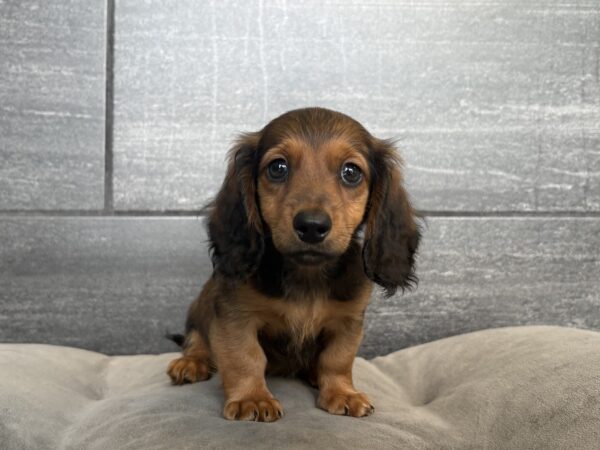 [#26210-02]  - Red Sable M Dachshund Puppies for Sale