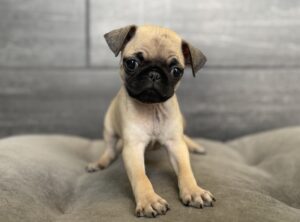 Petland Murfreesboro, Tennessee Pug puppy available