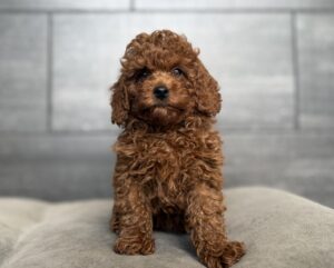 Petland Murfreesboro, Tennessee Miniature Goldendoodle puppy available