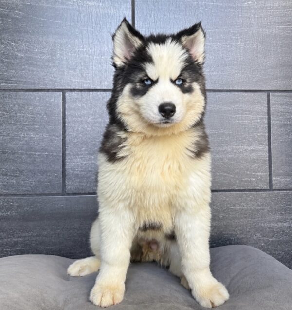 [#261480-03]  - Black / White F Siberian Husky Puppies for Sale