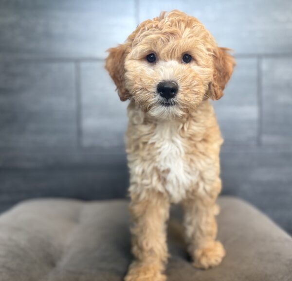 [#261069-07]  - Apricot / White F Goldendoodle Mini F1b Puppies for Sale