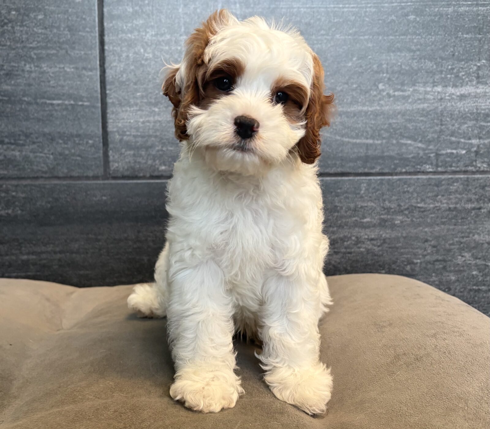 Cavapoo in Christiana, TN