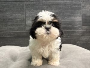 Petland Murfreesboro, Tennessee Shih Tzu puppy available