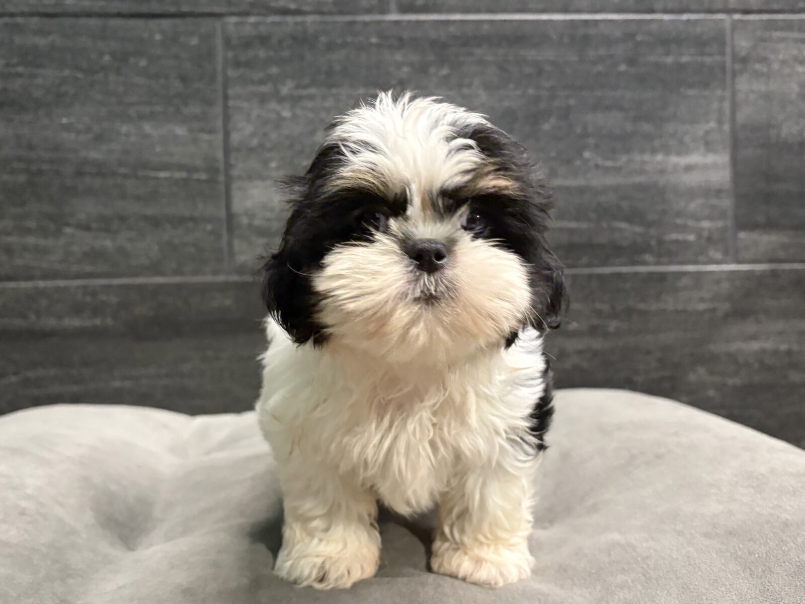 Shih Tzu in Christiana, TN