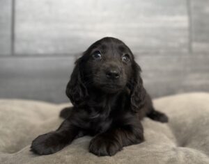 Petland Murfreesboro, Tennessee Dachshund puppy available