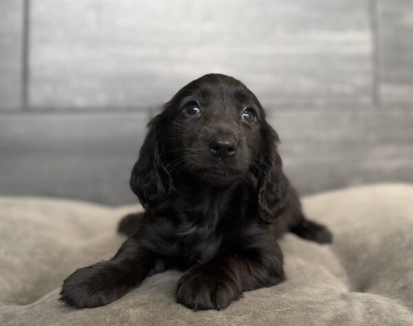 [#26318-01]  - Black M Dachshund Puppies for Sale