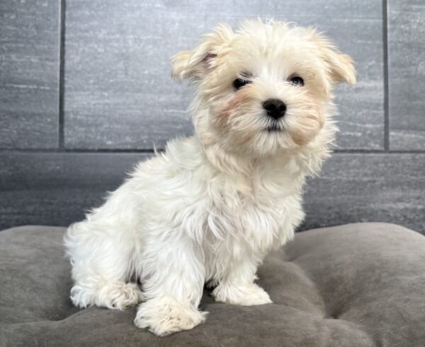 [#N05140]  - White M Maltese Puppies for Sale