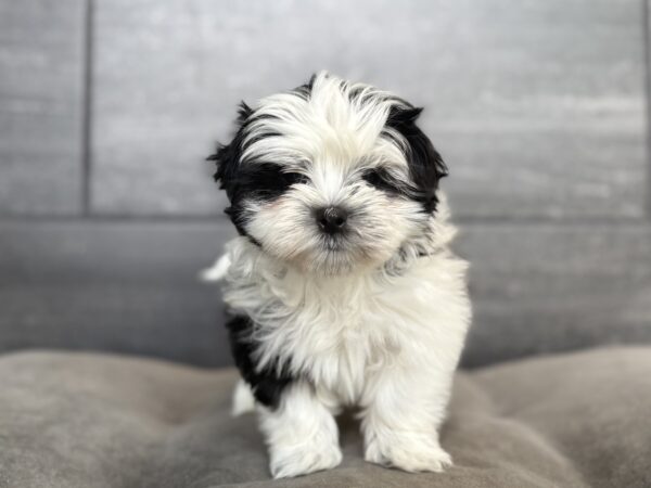 [#N04938]  - Black and White M Mal-Shi Puppies for Sale