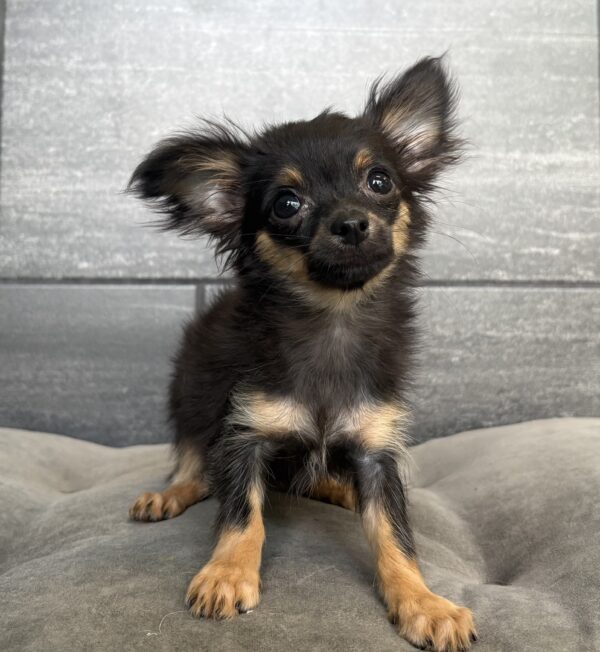 [#26323-02]  - Black / Tan F Chihuahua Puppies for Sale