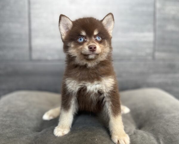 [#2638-01]  - Chocolate M Pomsky Puppies for Sale