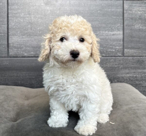 [#261258-01]  - White / Apricot M Bichapoo Puppies for Sale