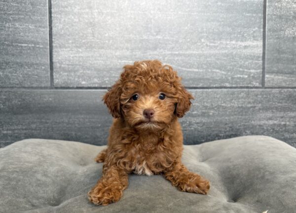 [#261205-03]  - Red F Poodle Puppies for Sale