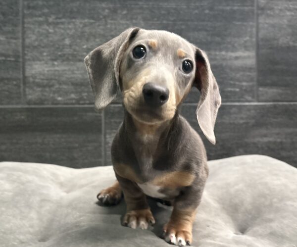 [#26184-02]  - Blue M Dachshund Puppies for Sale