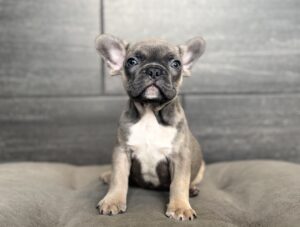 Petland Murfreesboro, Tennessee French Bulldog puppy available