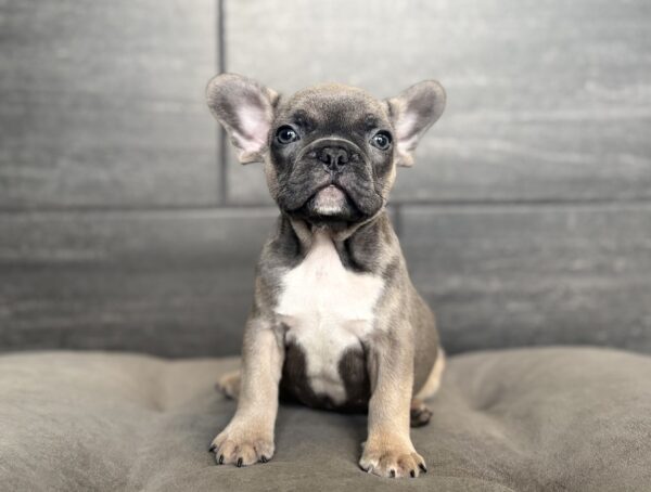 [#261376-07]  - Blue M French Bulldog Puppies for Sale