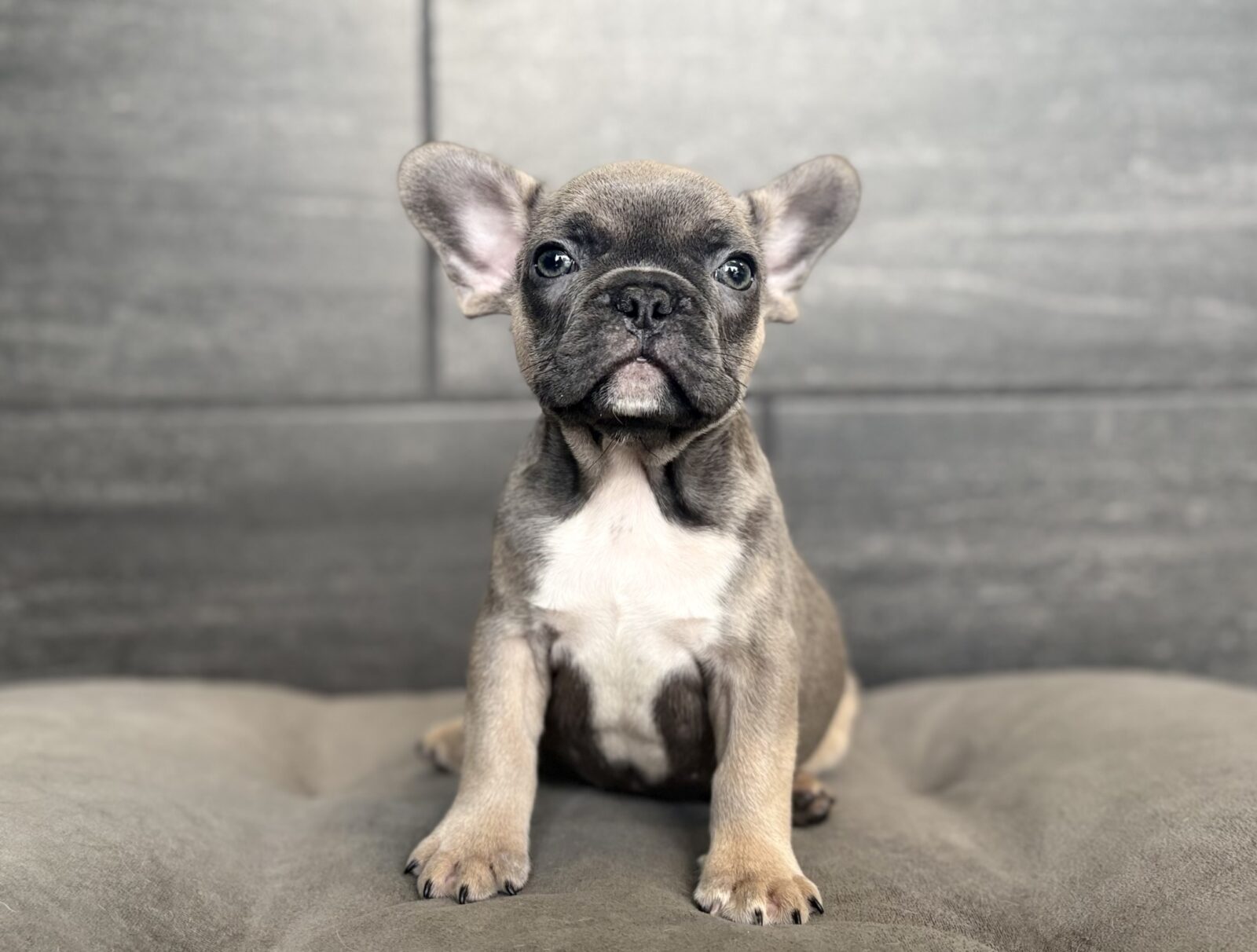 French Bulldog in Tullahoma, TN