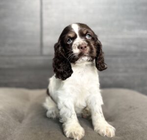 Petland Murfreesboro, Tennessee Cocker Spaniel puppy available