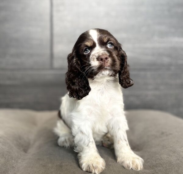 [#261181-04]  - Chocolate / White M Cocker Spaniel Puppies for Sale