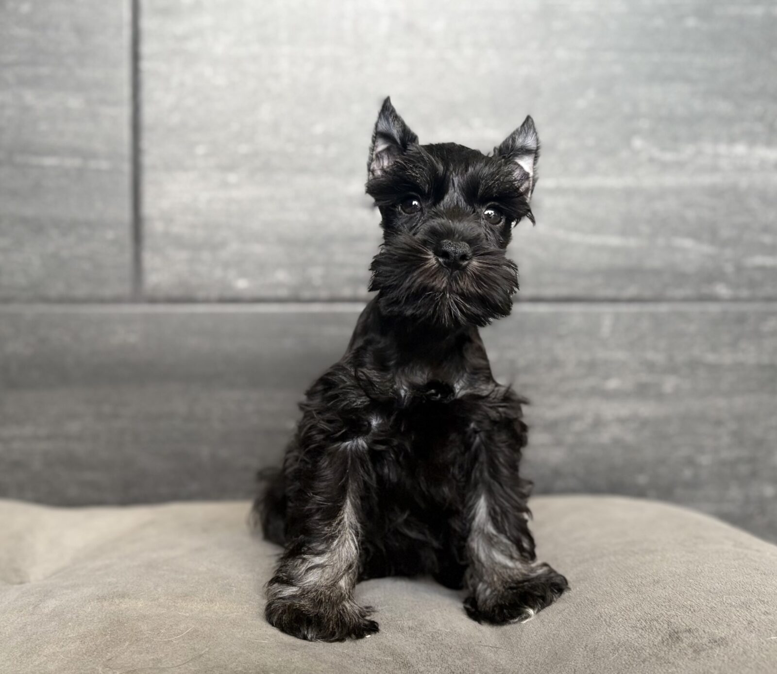 Miniature Schnauzer Puppy Black / Tan ID: 4400 Located at Petland
