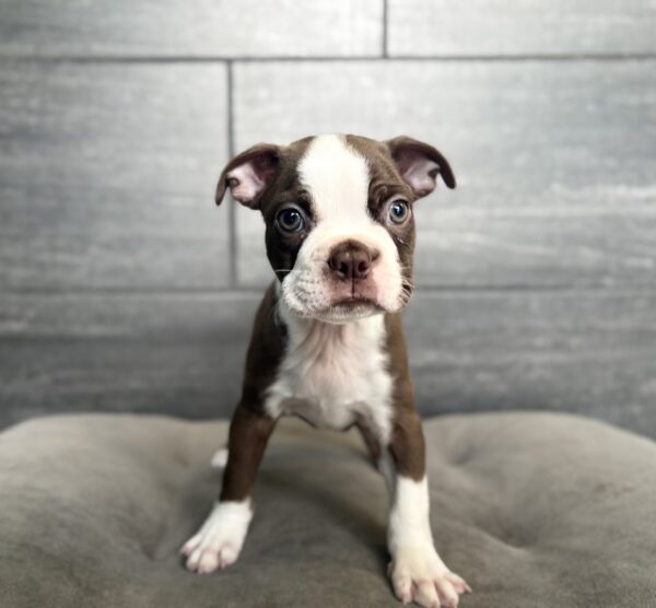 [#261403-02]  - Red / White M Boston Terrier Puppies for Sale