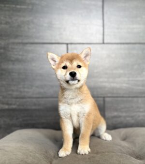 Petland Murfreesboro, Tennessee Shiba Inu puppy available