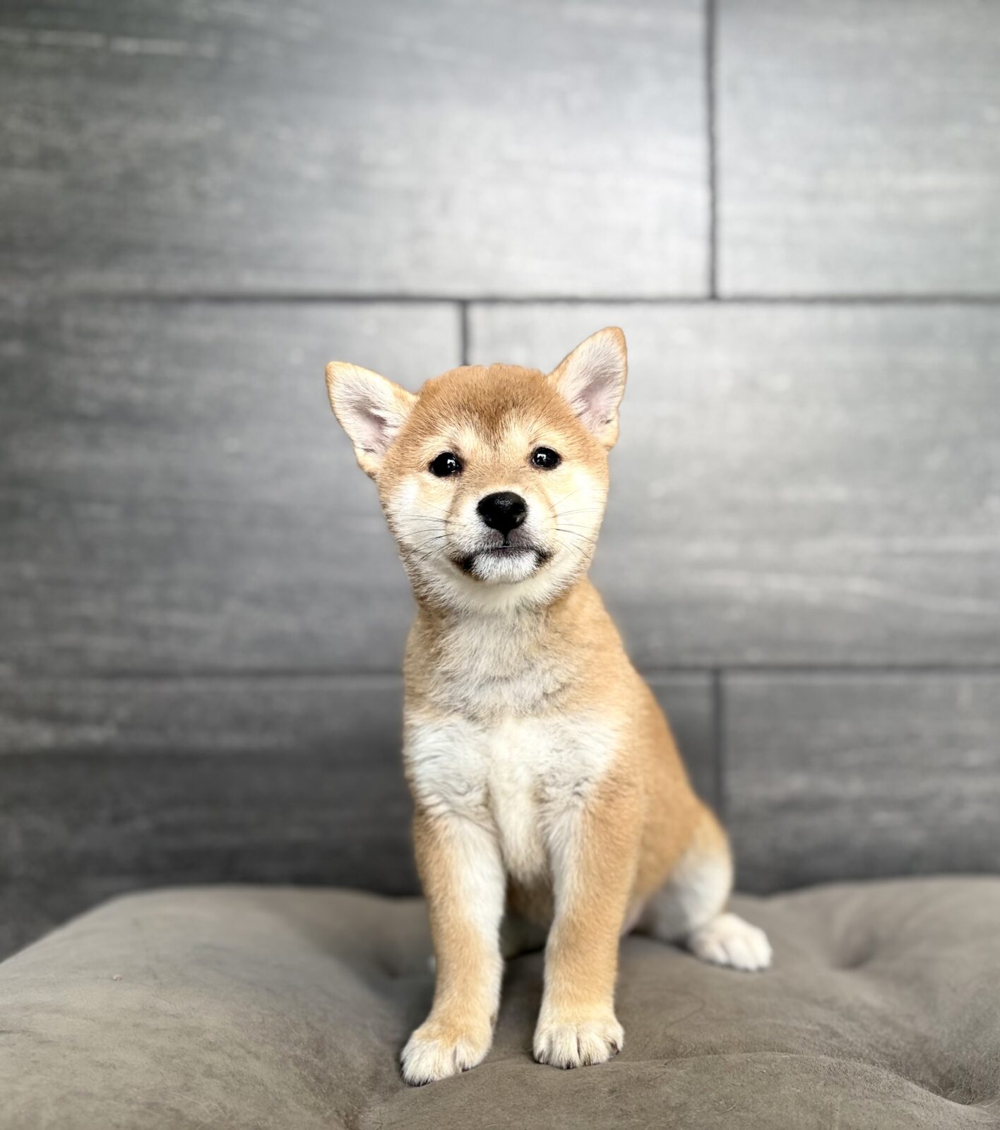 Shiba Inu – 4406