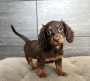 Dachshund – 4399