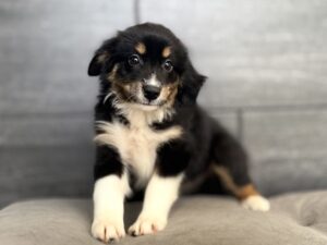 Petland Murfreesboro, Tennessee Australian Shepherd puppy available