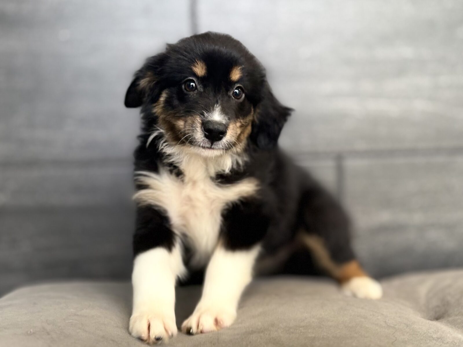 Australian Shepherd – 4409