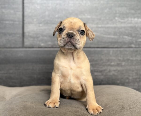 [#261720-01]  - Fawn M French Bulldog Puppies for Sale