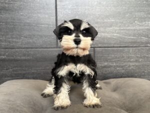 Petland Murfreesboro, Tennessee Miniature Schnauzer puppy available