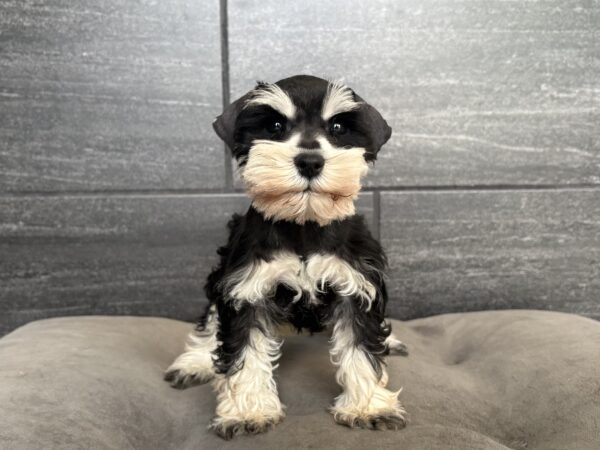 [#261333-02]  - Black F Miniature Schnauzer Puppies for Sale