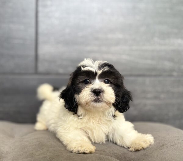 [#261364-06]  - White / Black F Teddy Bear Puppies for Sale